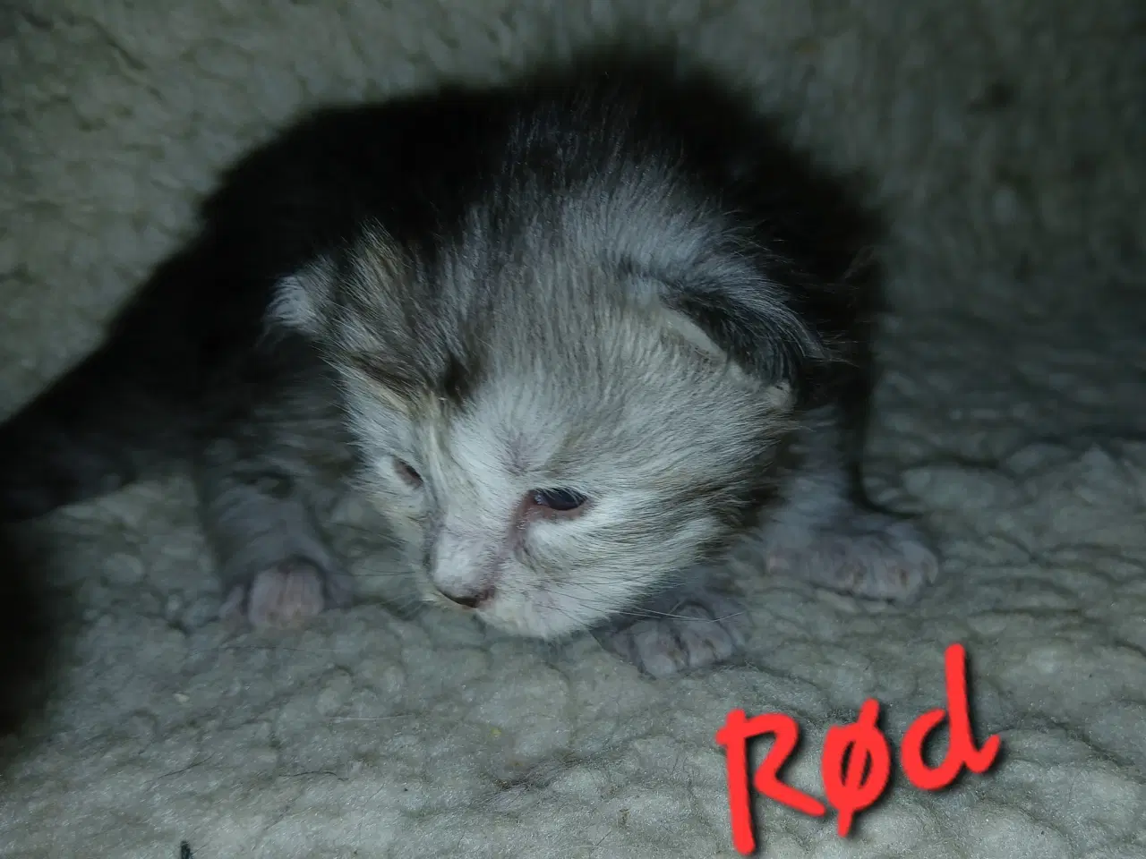 Billede 2 - Smukke maine coons