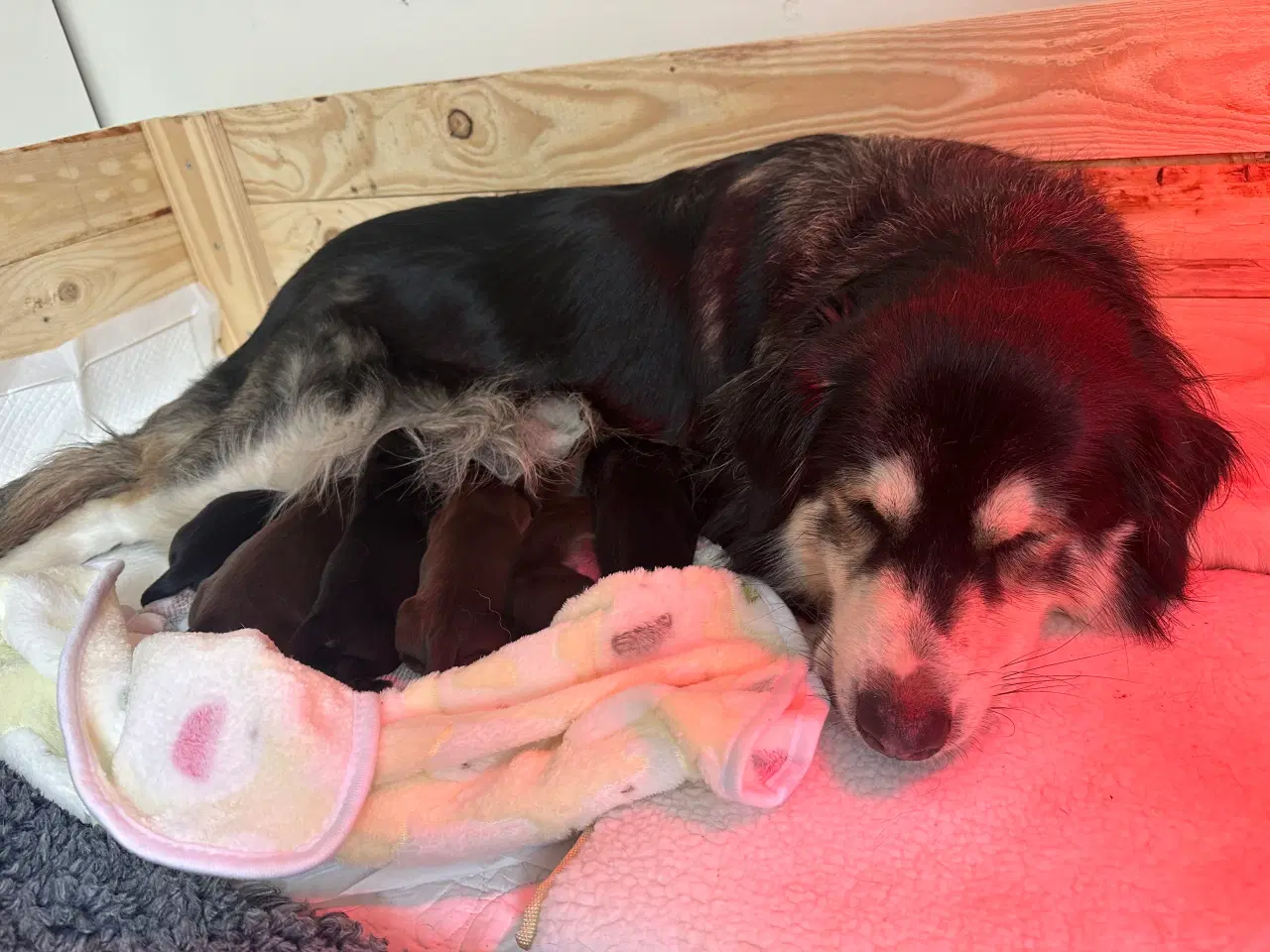 Billede 5 - Smukkeste blandings hvalpe (Golden Retriever)