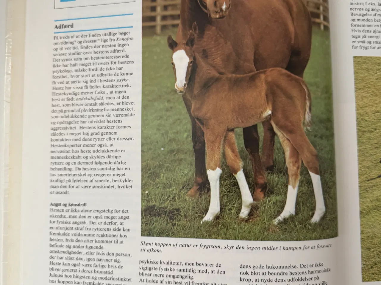 Billede 4 - Lademanns Hesteleksikon - Ridehåndbog