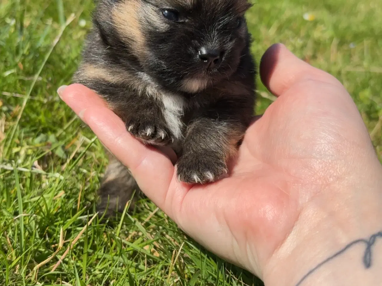 Billede 9 - Pomeranian hvalpe blue Merle 