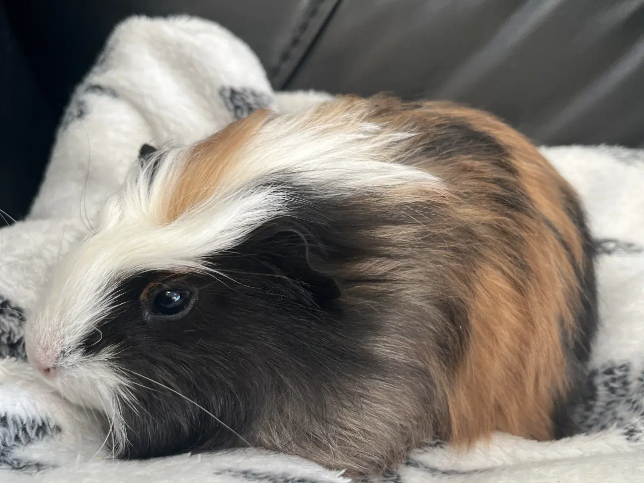 Billede 5 - Marsvin, unge, han