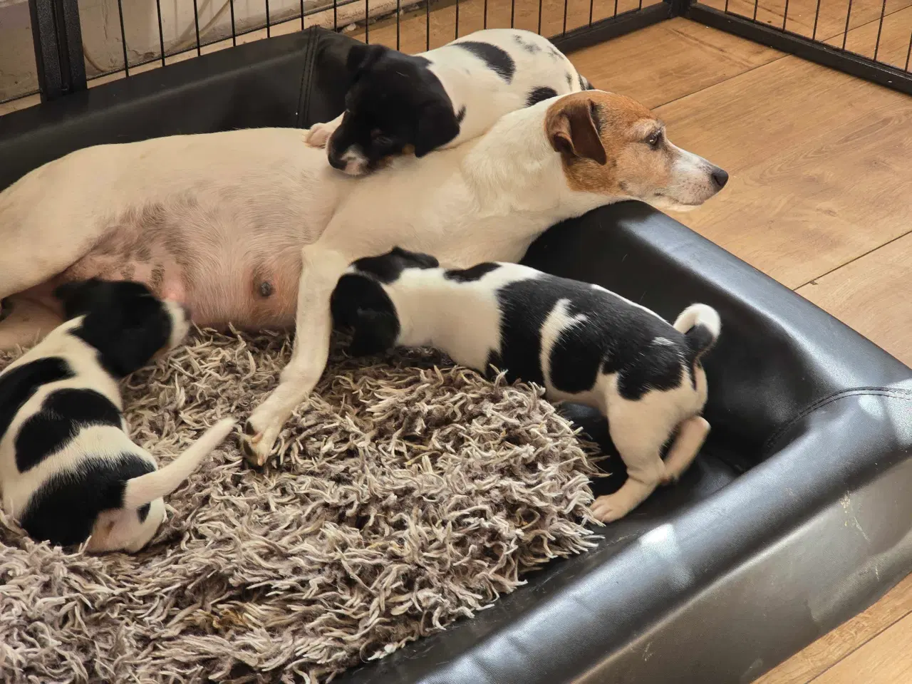 Billede 4 - Dansk svensk gårdhund / jack russel hvalpe