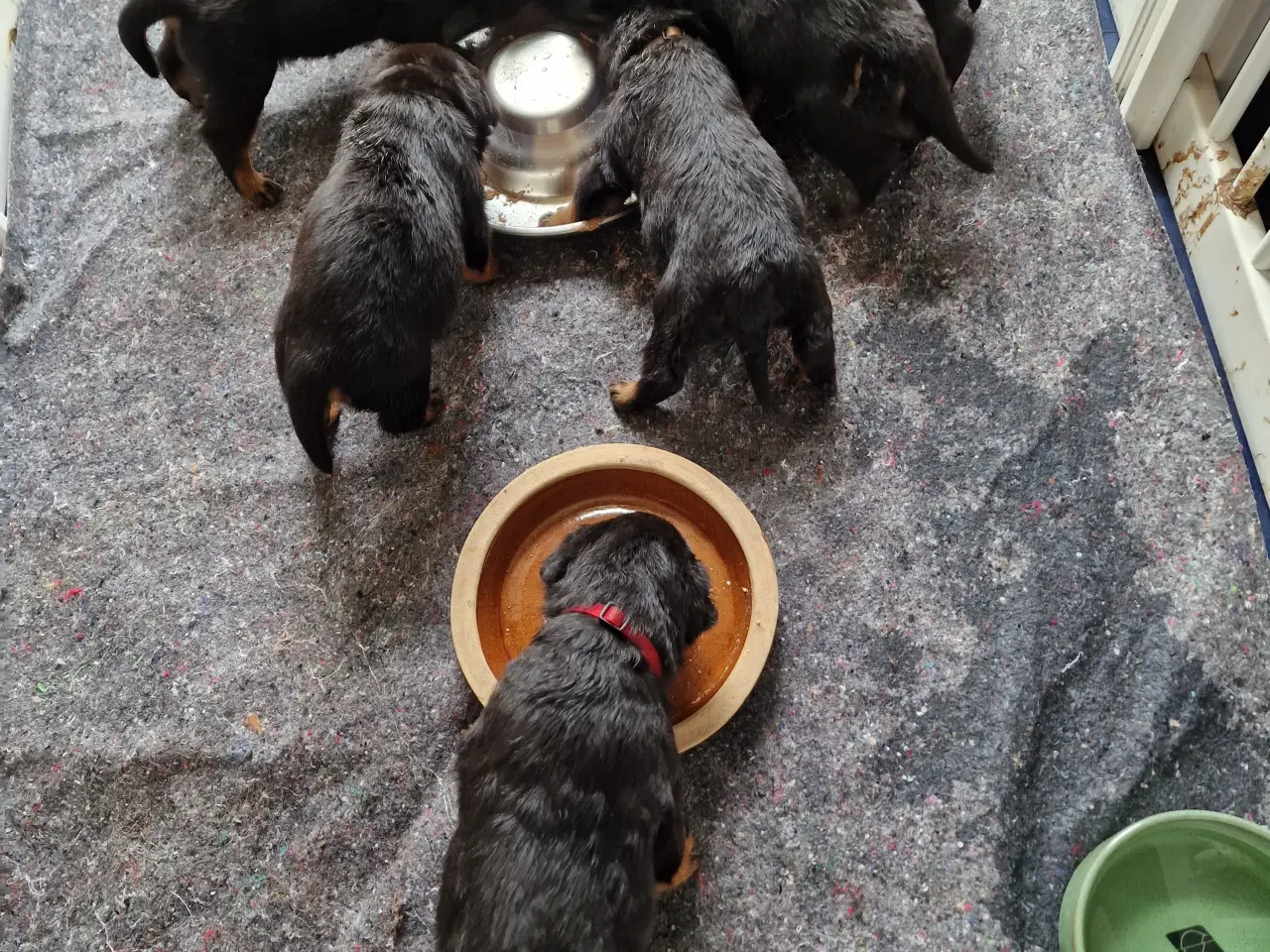 Billede 2 - Rottweilerhvalpe