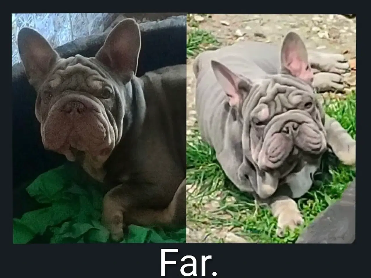 Billede 7 - Fransk bulldog hvalp. NEDSAT!