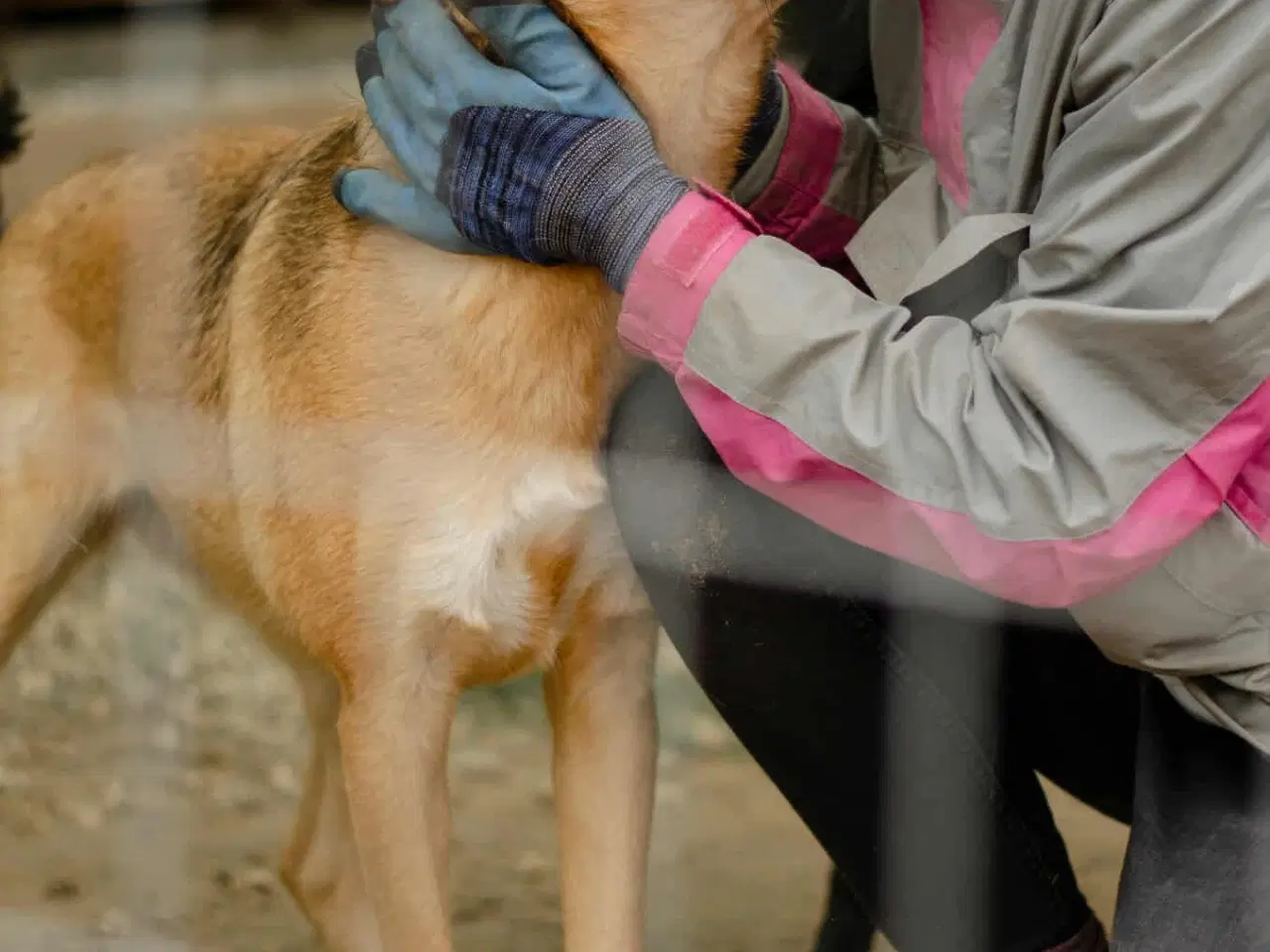 Billede 4 - Athena søger sin helt egen familie❤️