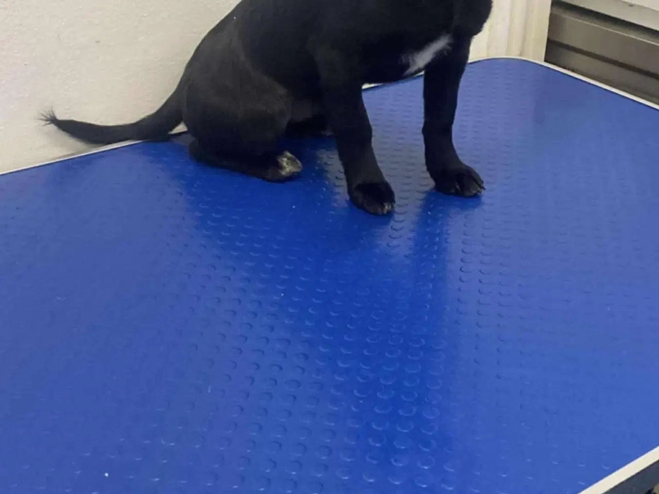 Billede 1 - Smukkeste Chica søger sit eget hjem