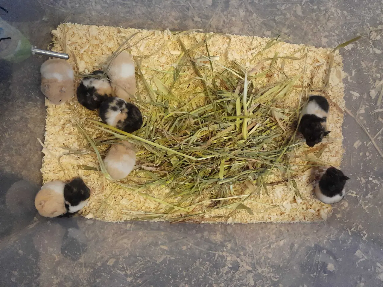 Billede 4 - Guld hamster unger