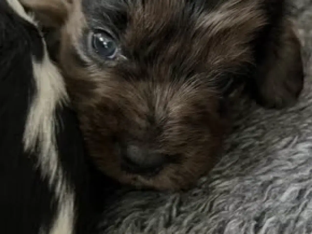 Billede 19 - Cockalier hvalpe med Aussie twist