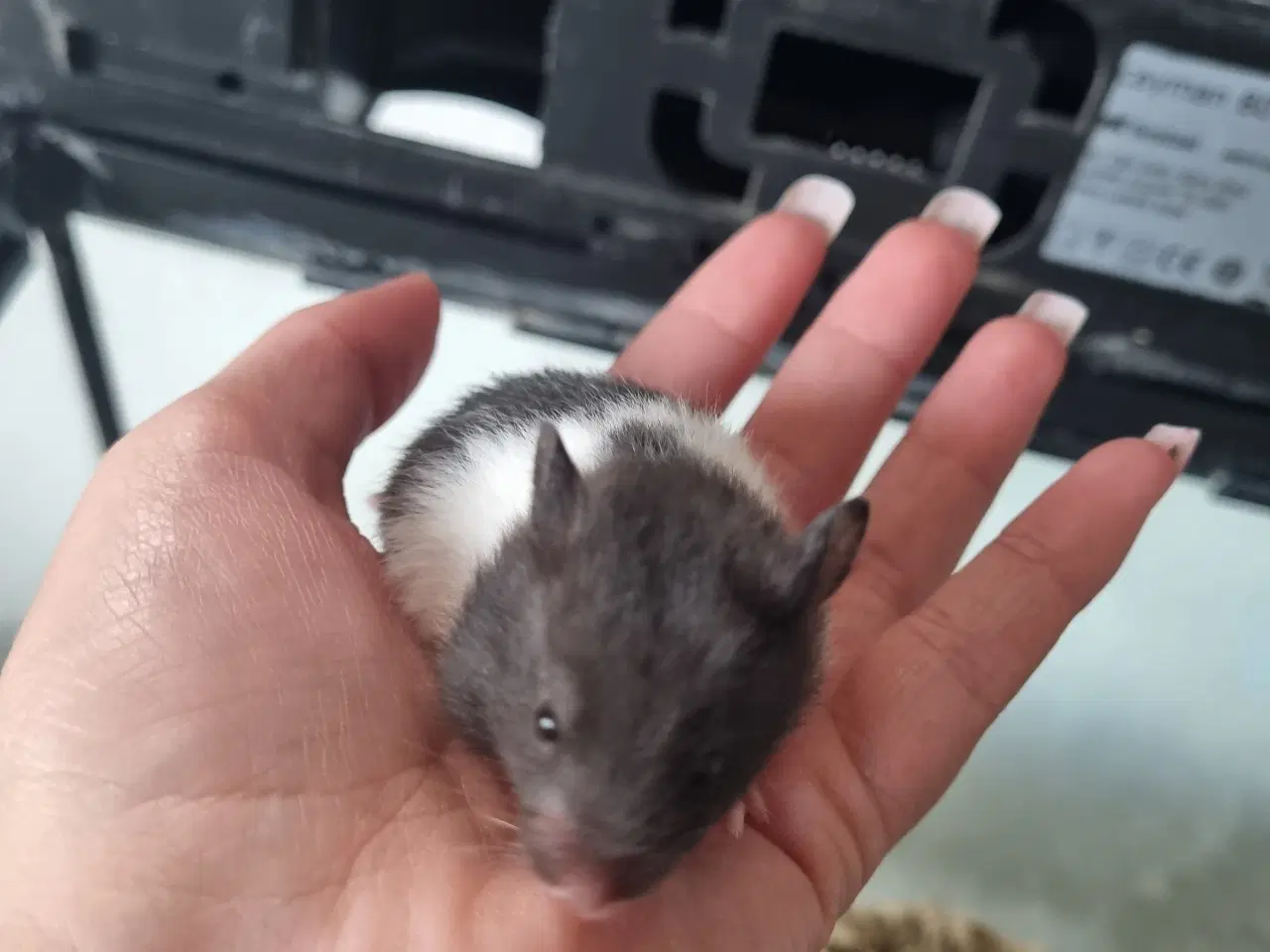Billede 2 - Guldhamster unger sælges 