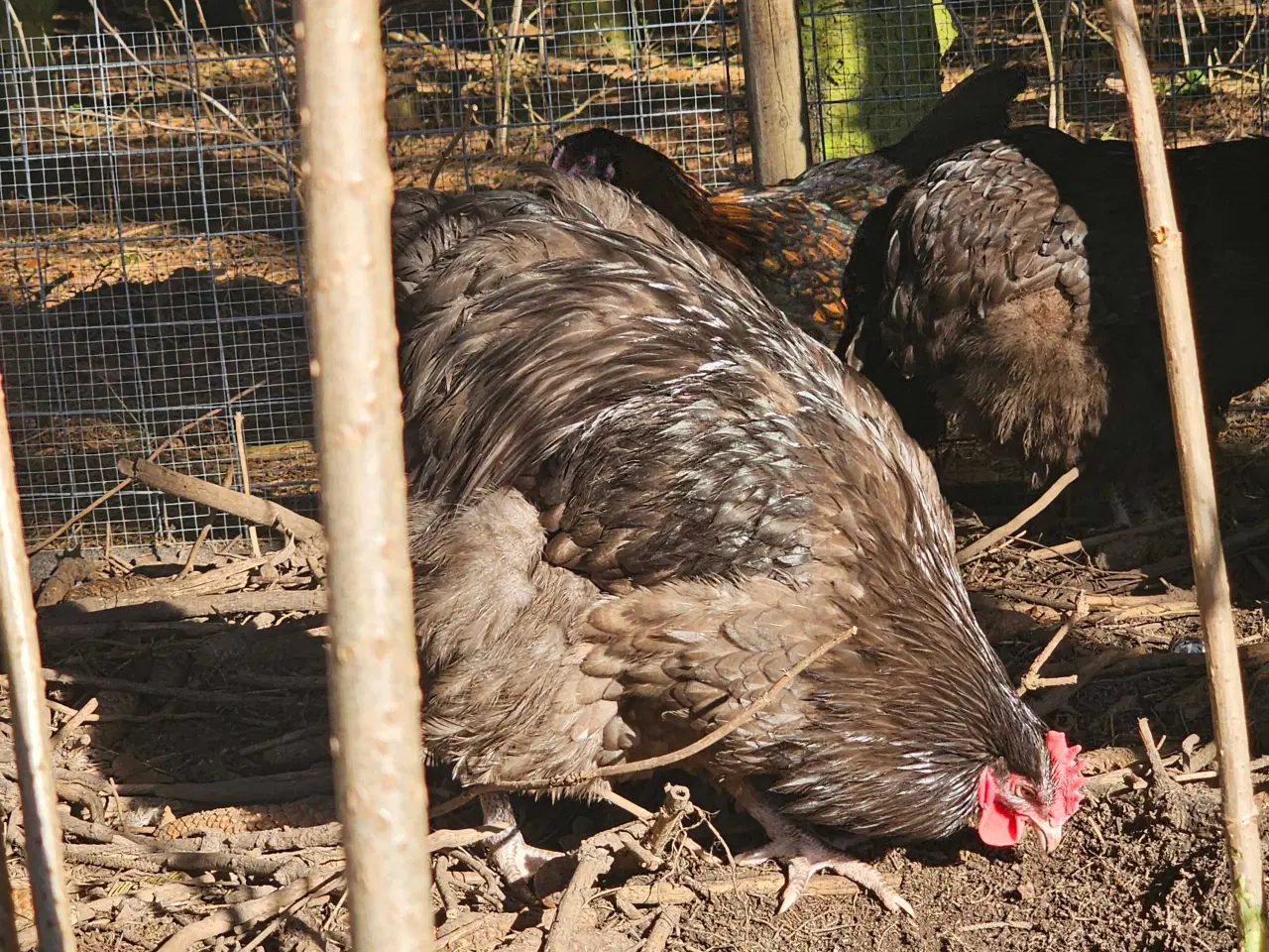 Billede 4 - 2 Chokolade orpington haner 