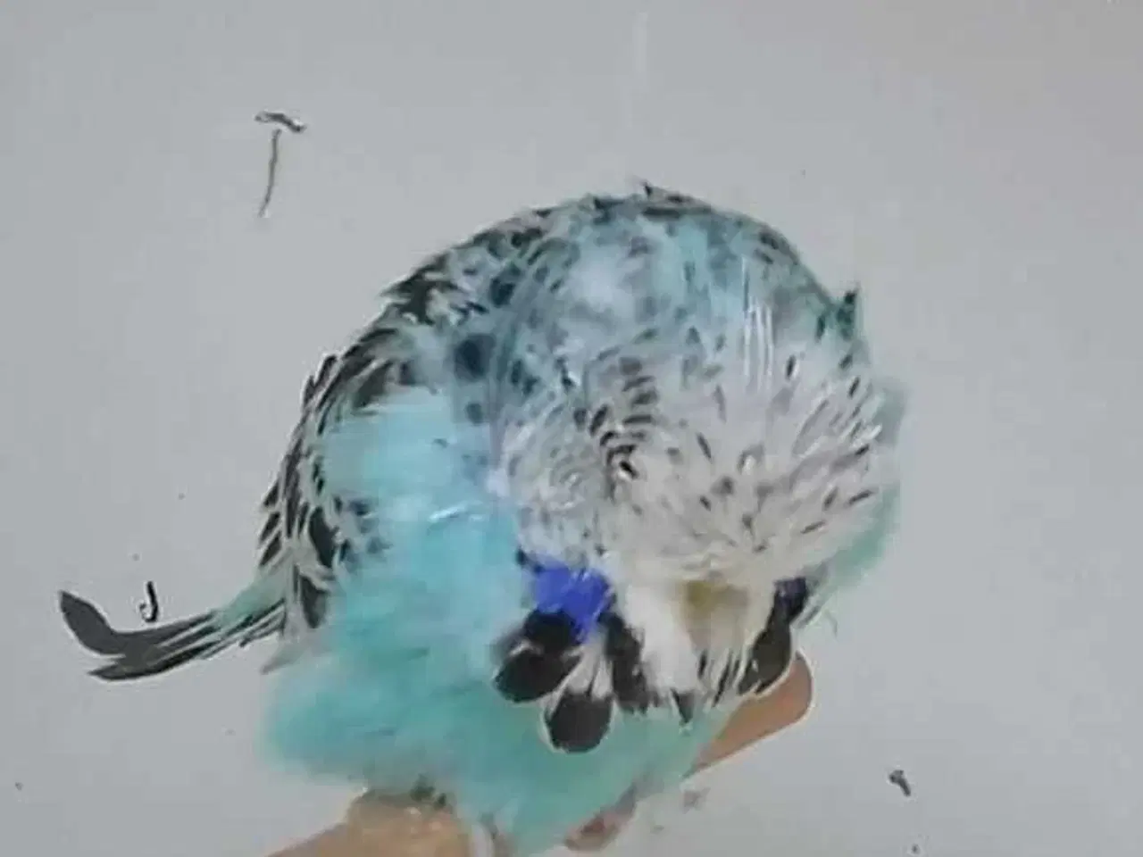 Billede 2 - Overskuds undulater 