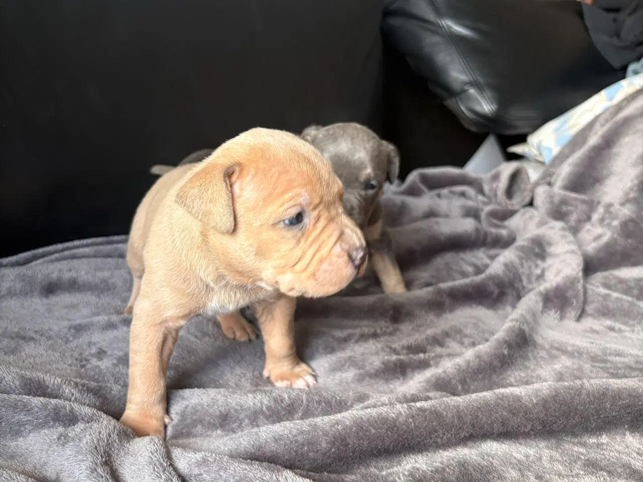 Billede 1 - American bully hvalpe 🐶 