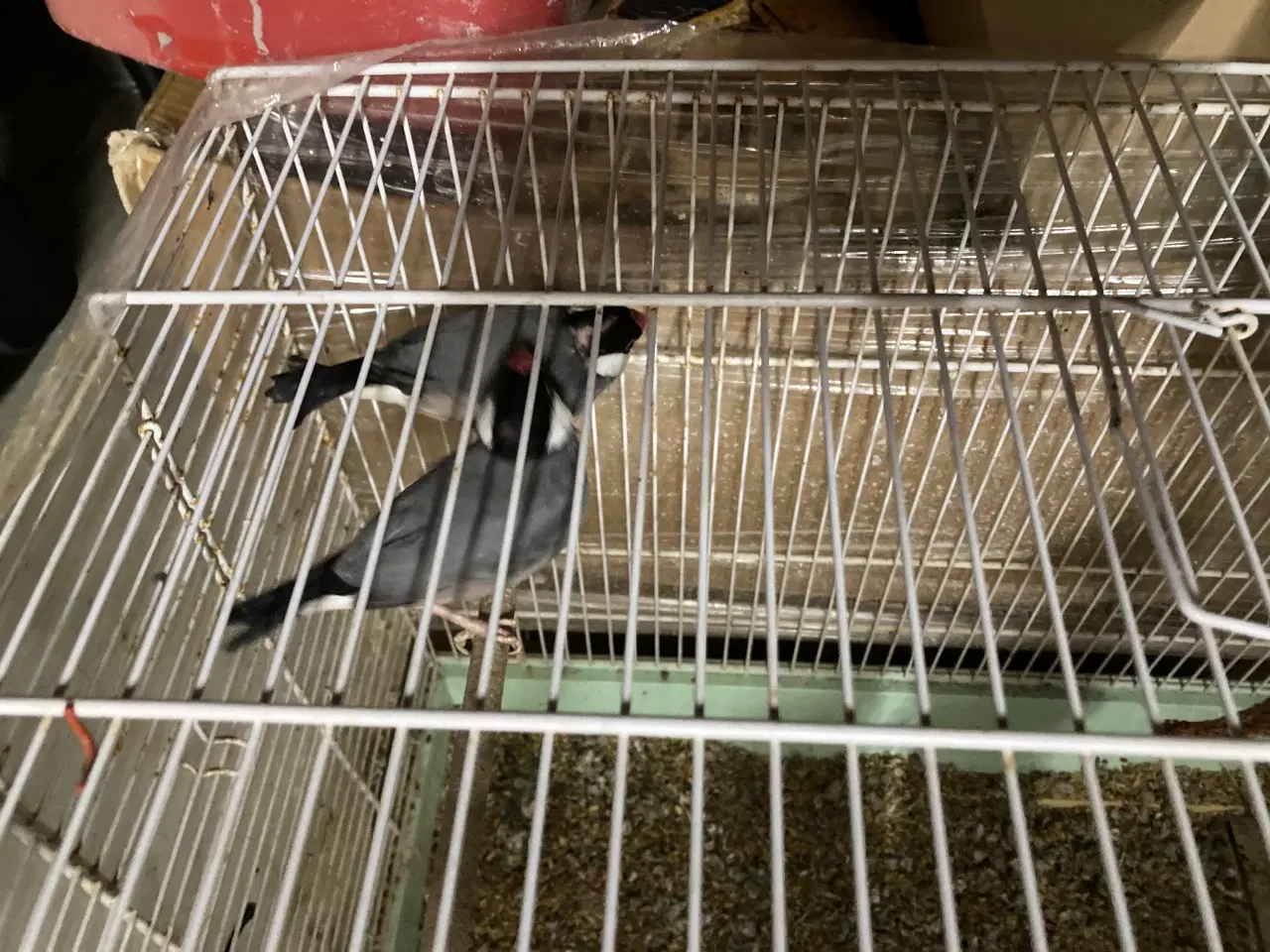 Billede 2 - Risfugler