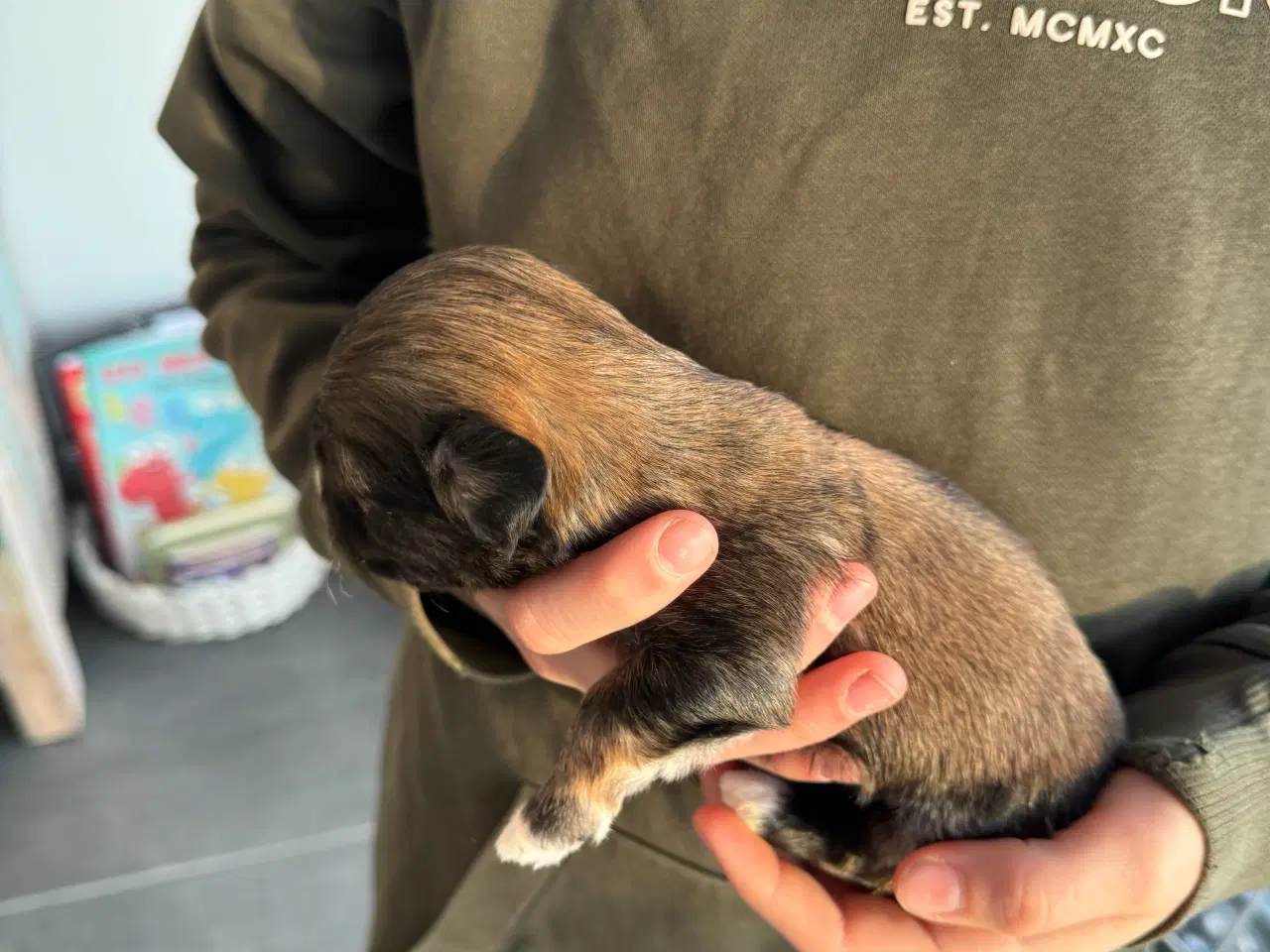 Billede 7 - Bichon havanaise hvalpe med stamtavle 