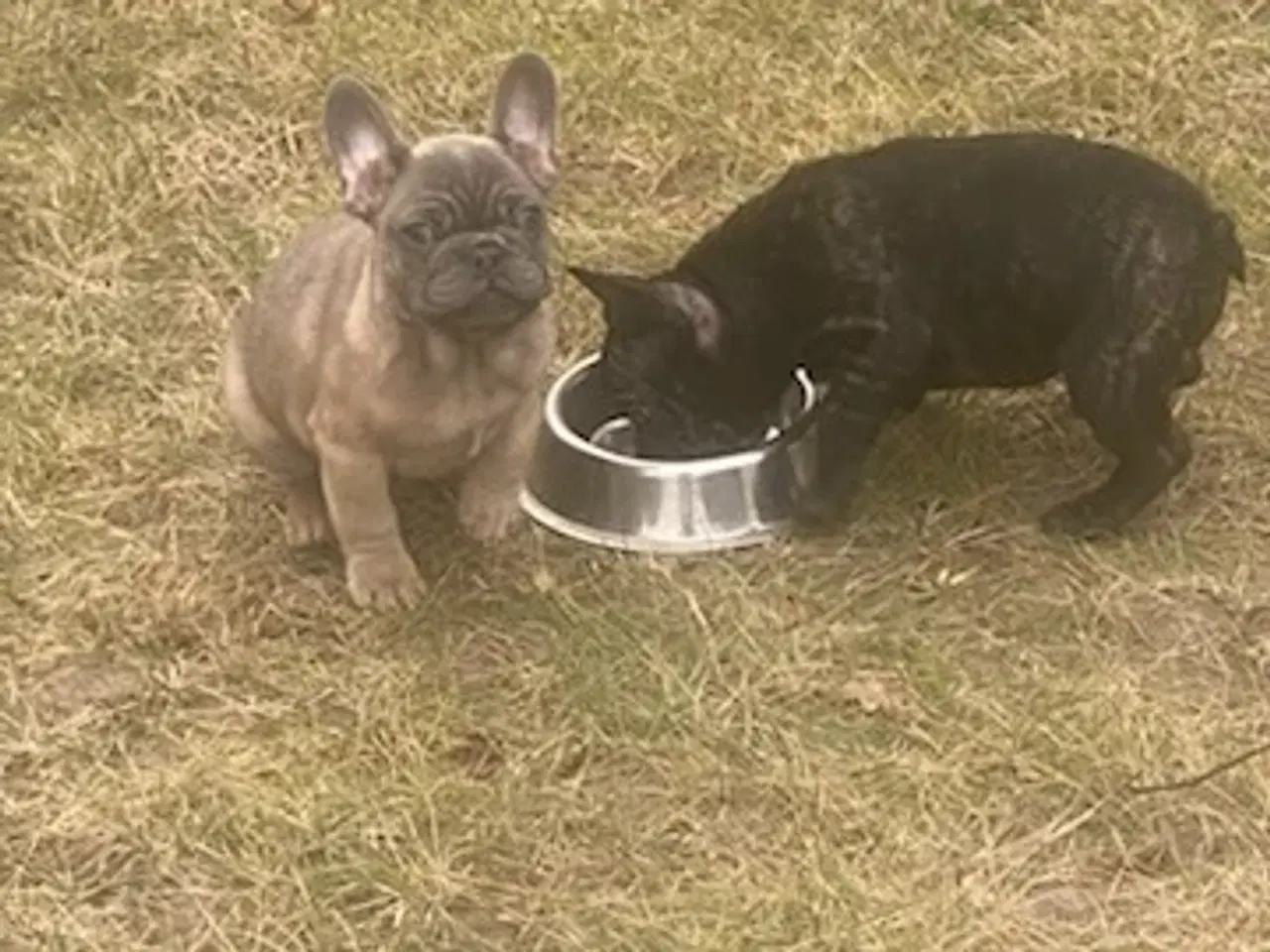 Billede 9 - Fransk bulldog hvalp