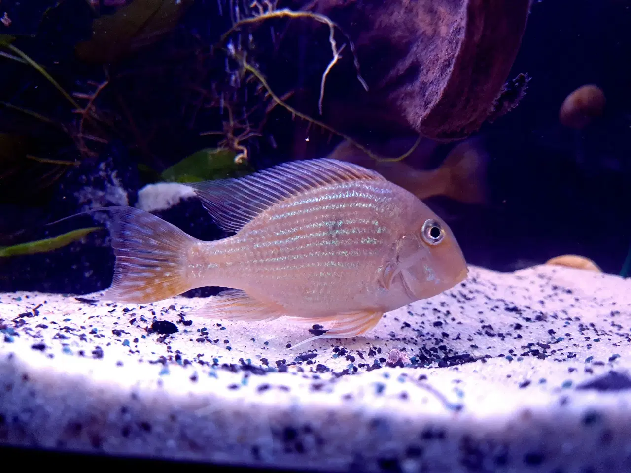 Billede 3 - Geophagus sveni vf1 yngel 8-12cm