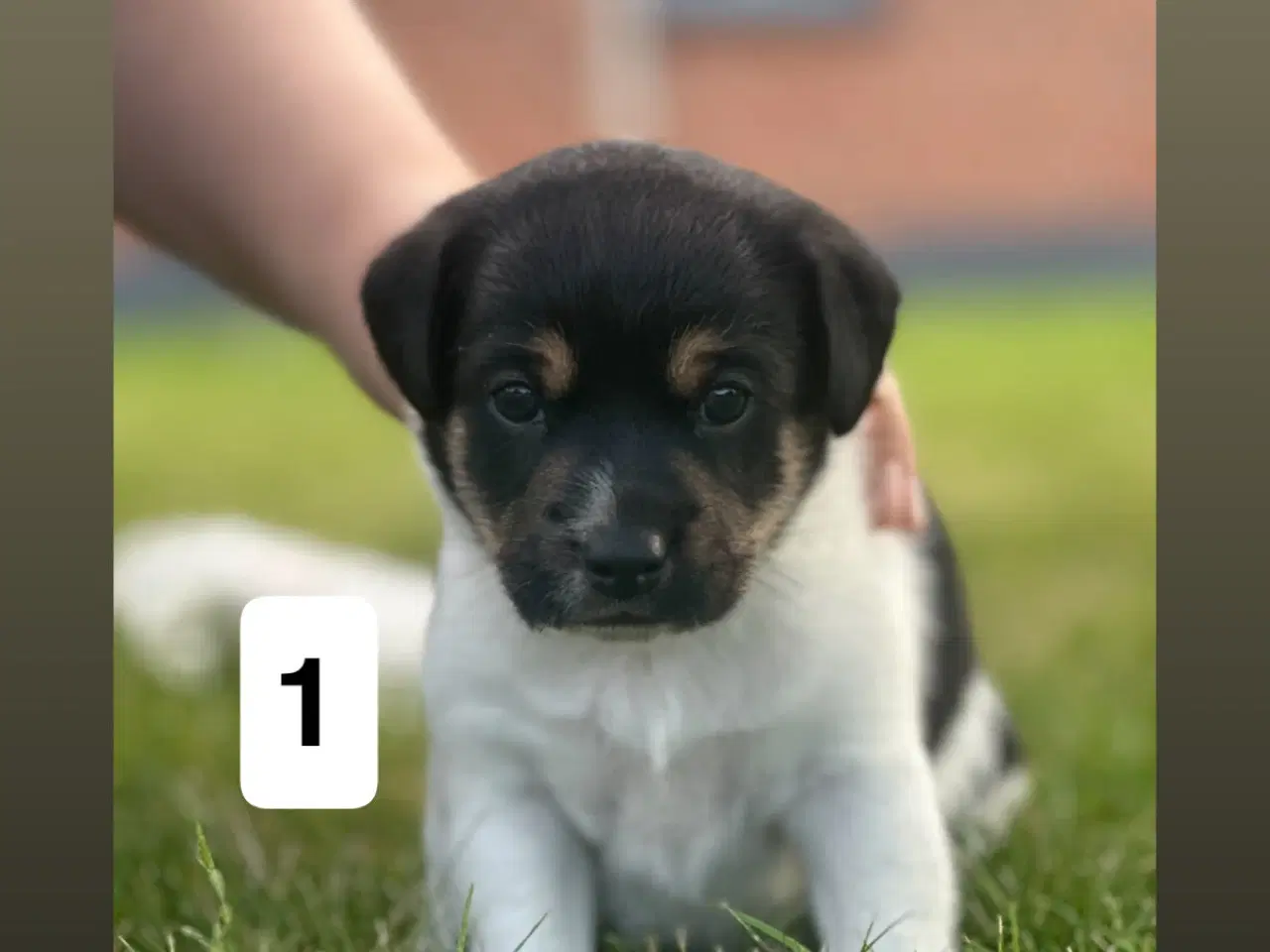 Billede 1 - Dansk svensk gårdhunde hvalpe søger nyt og kærligt