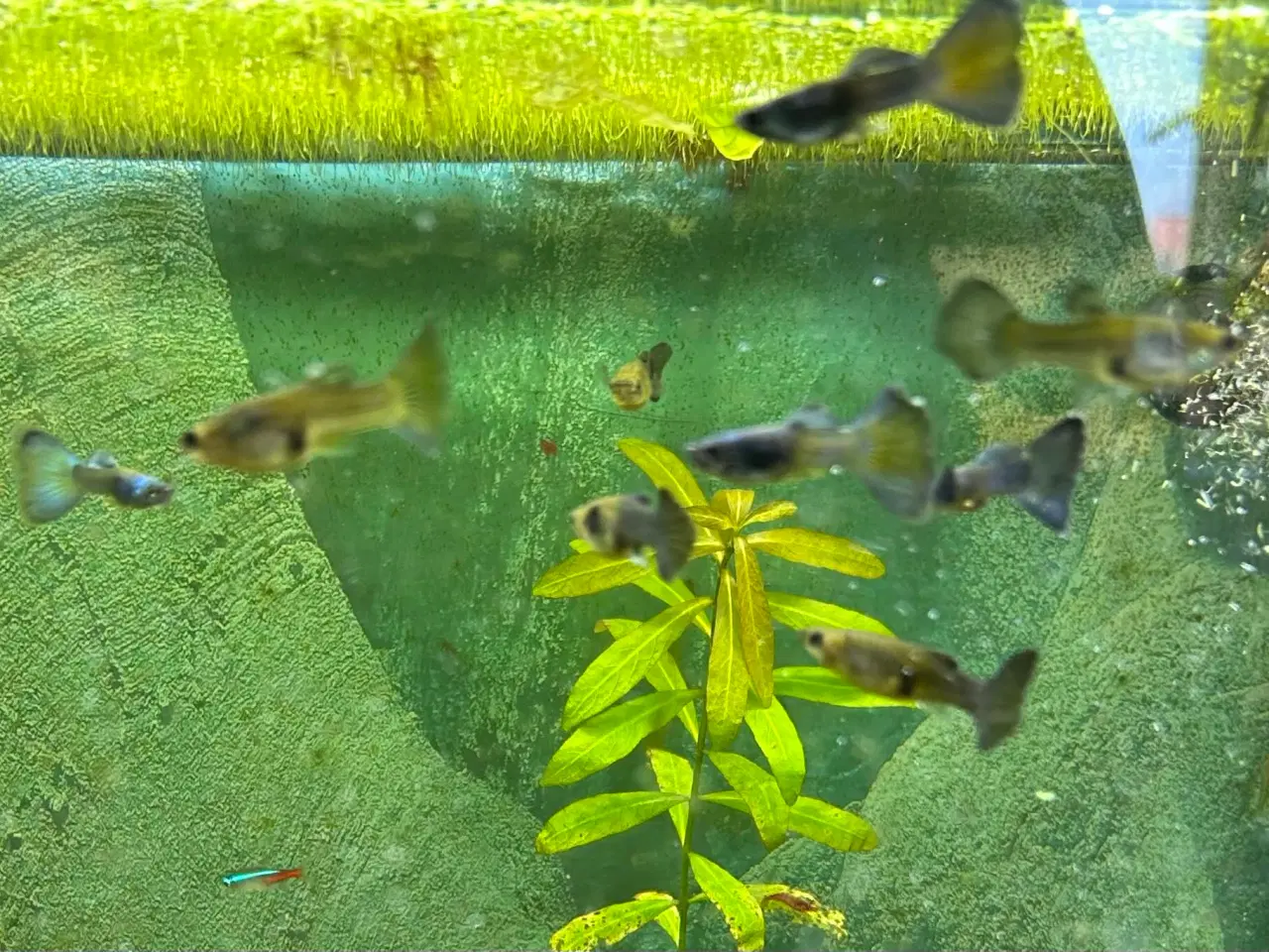 Billede 8 - 🐟🔵 Blue Moscow Guppy Par sælges - Viby J
