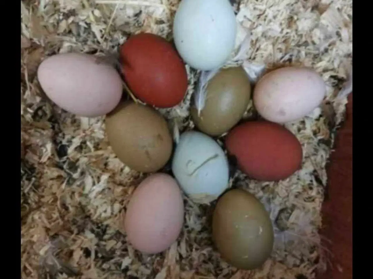 Billede 19 - Kyllinger silkehøns 