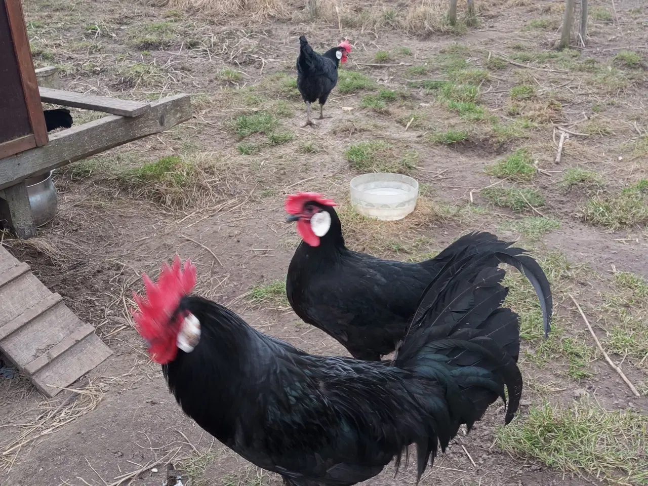 Billede 3 - Minorka rugeæg stor race