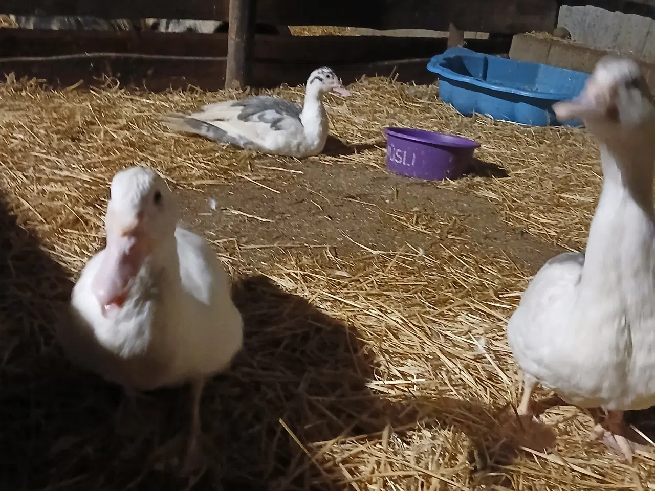 Billede 3 - Moskusænder sælges 