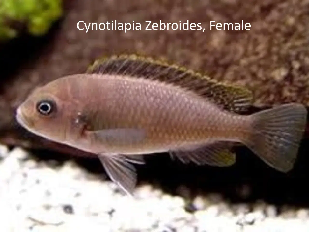 Billede 2 - Cynotilapia Zebroides (Afra Cobue) Malawi/Mbuna