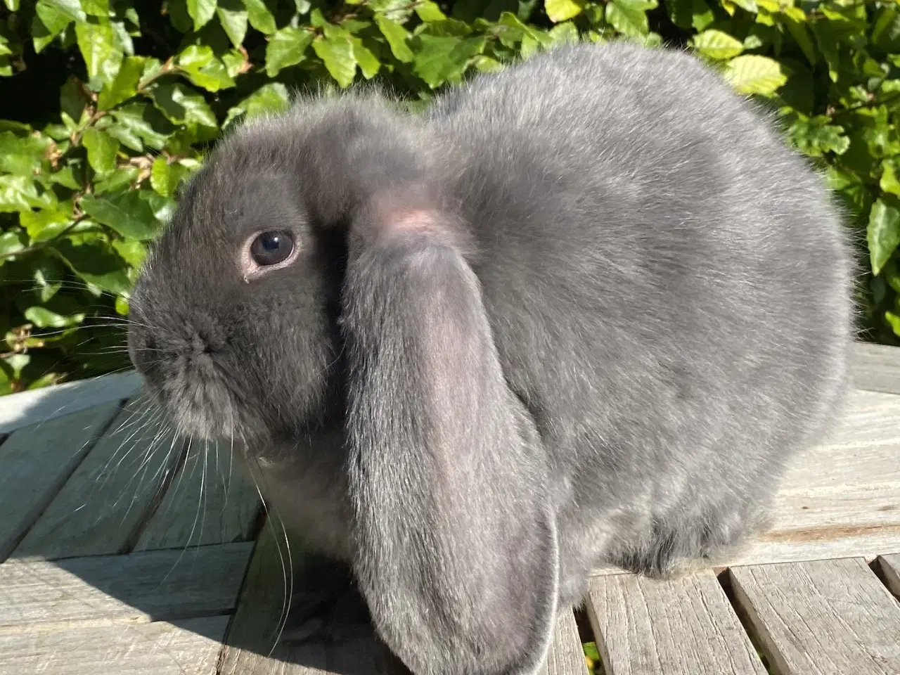 Billede 7 - FRANSK VÆDDER HUN BLÅ