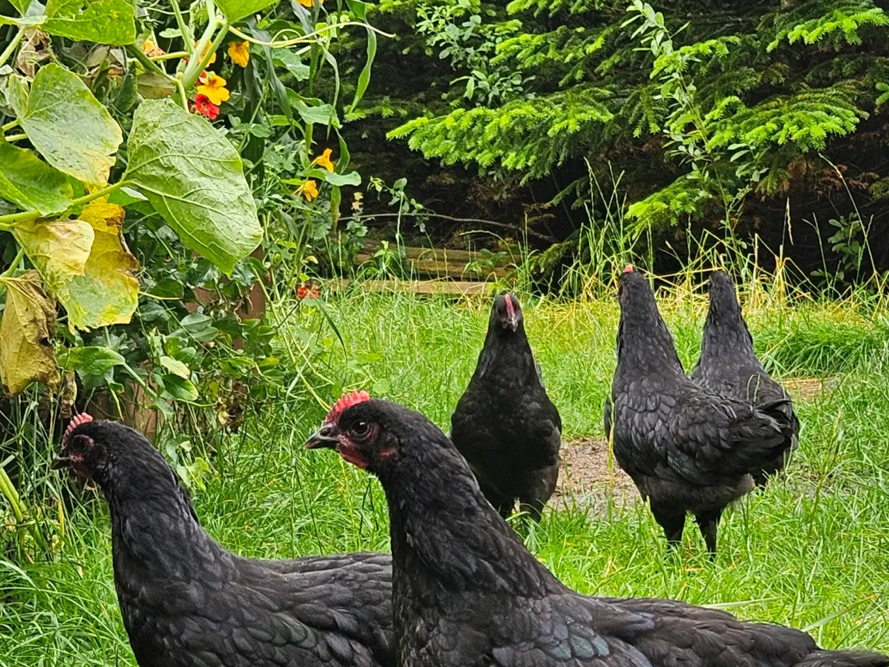 Billede 2 - Hanekylling Australorps 