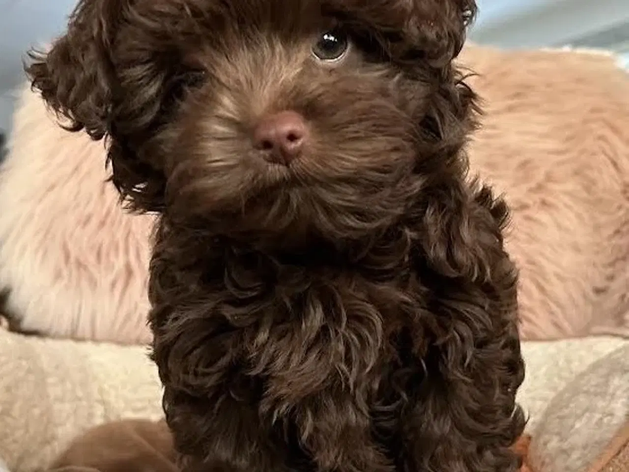 Billede 1 - Russkaya Tsvetnaya Bolonka