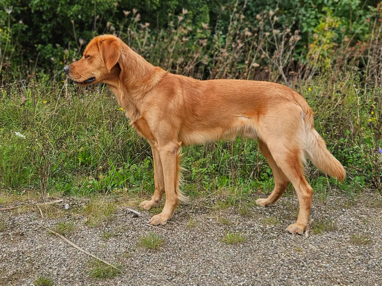 Billede 8 - Tilbyder Golden retriever hanhund til avl