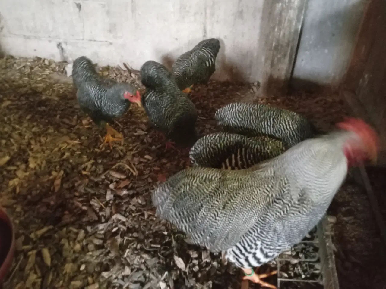 Billede 4 - Dværghøns