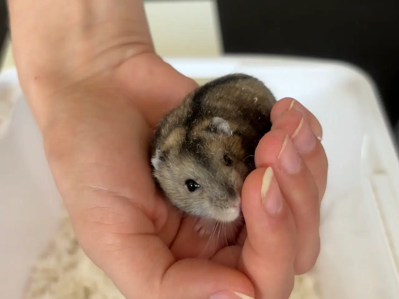 Billede 5 - Hamsterunger - dværghamster