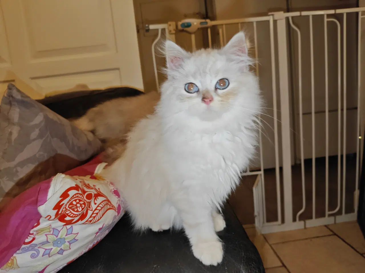 Billede 2 - Racekatte x