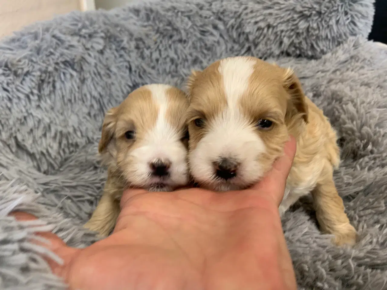 Billede 11 - Små fine Maltipoo babyer 