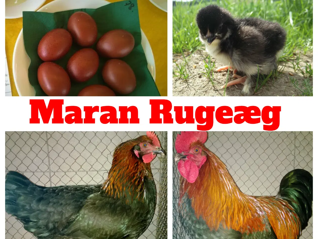 Billede 1 - Sort / kobber maran rugeæg