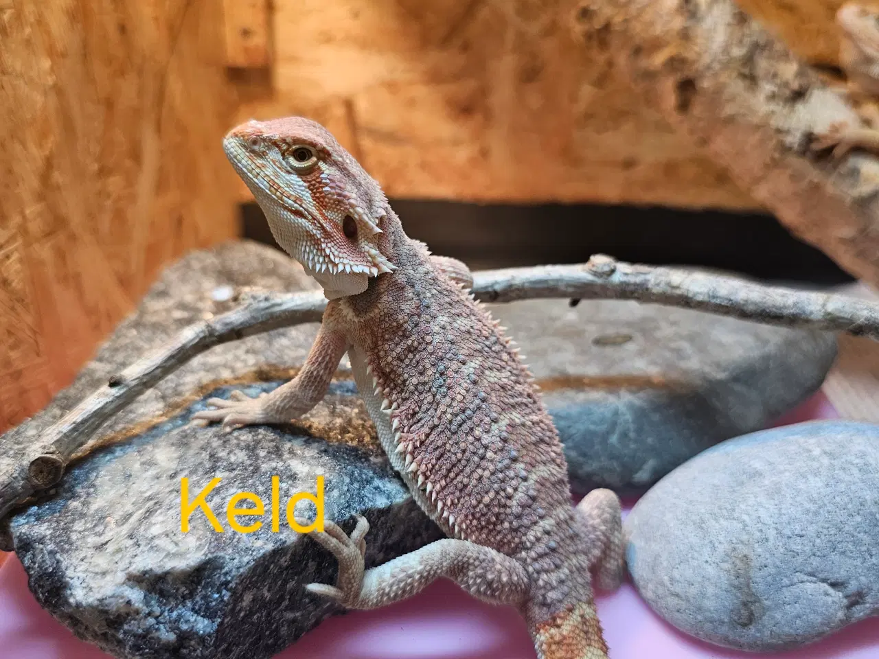 Billede 11 - Skægagame unger med rabat ( : Bud modtages 😊