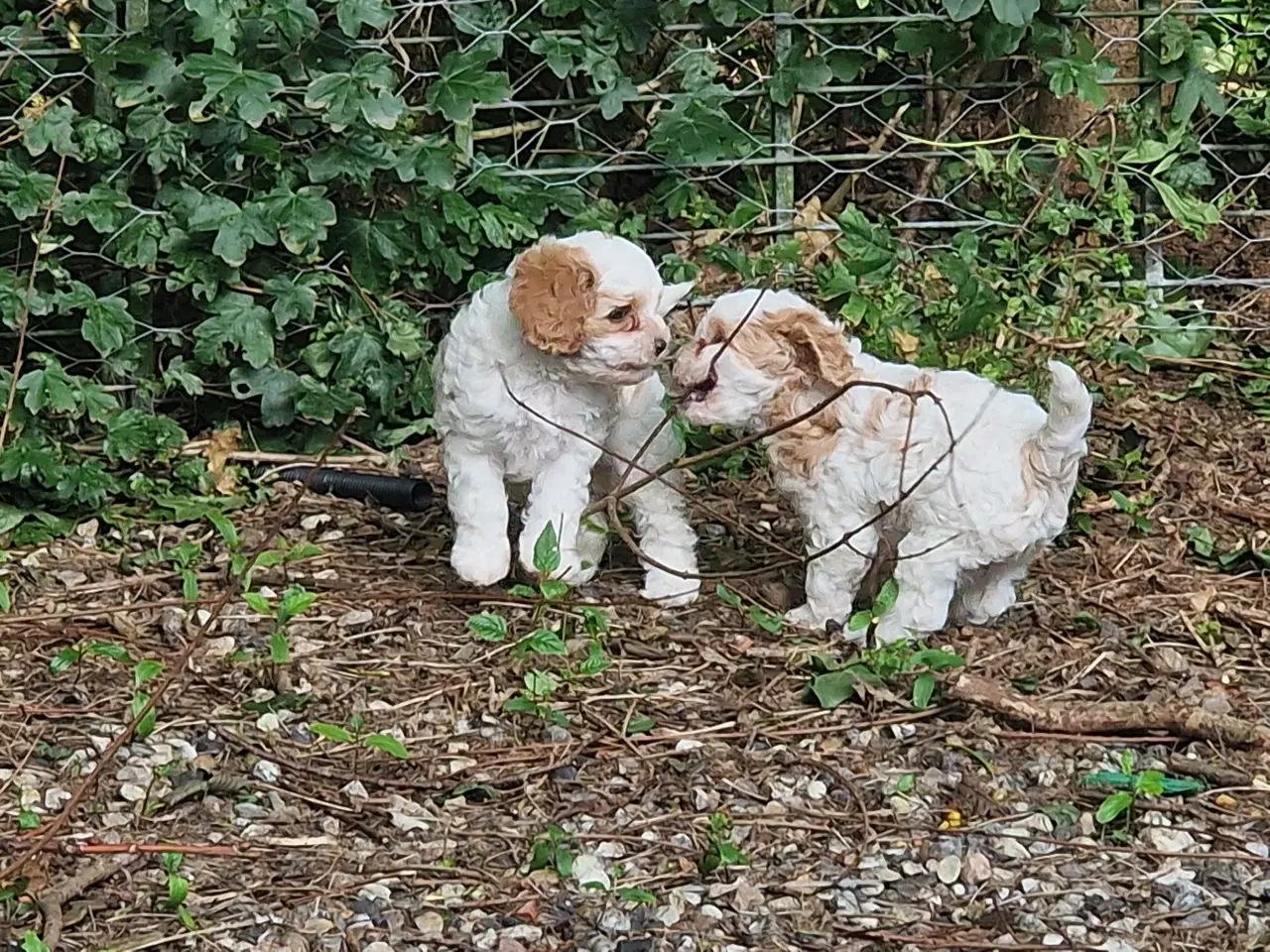 Billede 4 - Cavapoo hvalpe