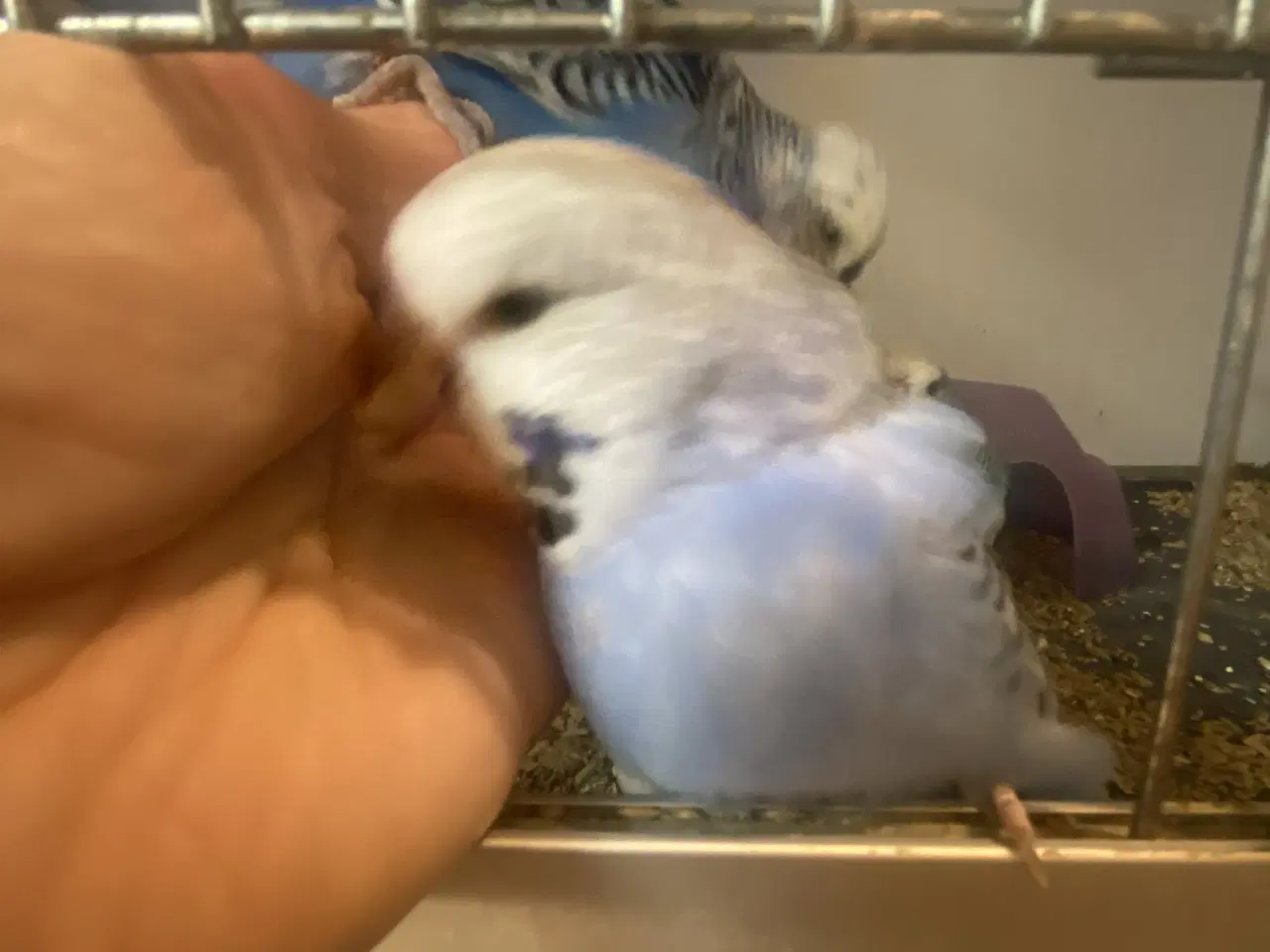 Billede 2 - Sød engelsk hanunge