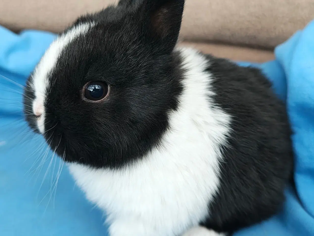 Billede 5 - Hermelin kaninunge sælges 