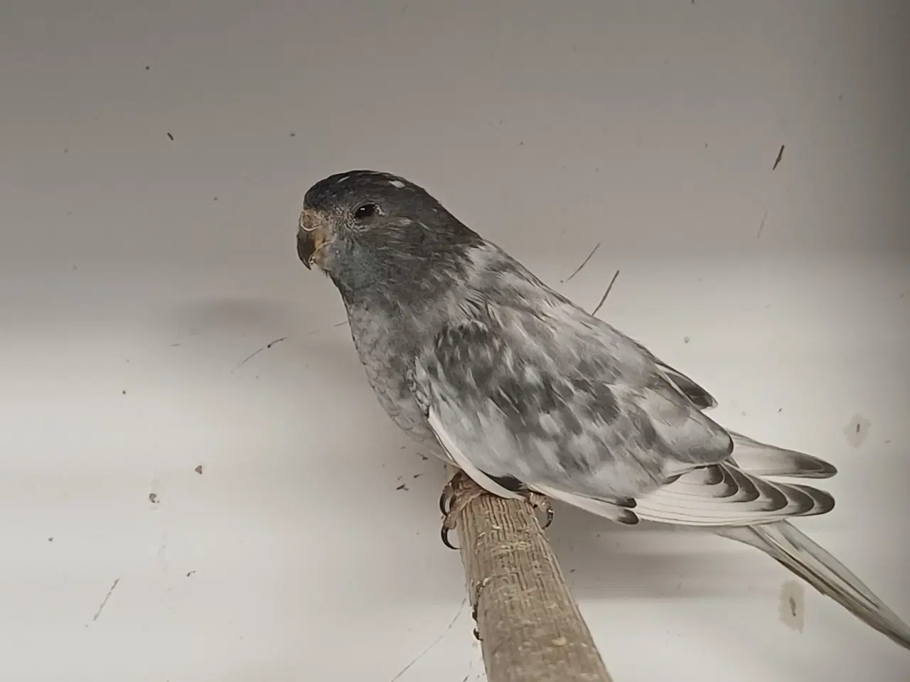 Billede 4 - Splendid