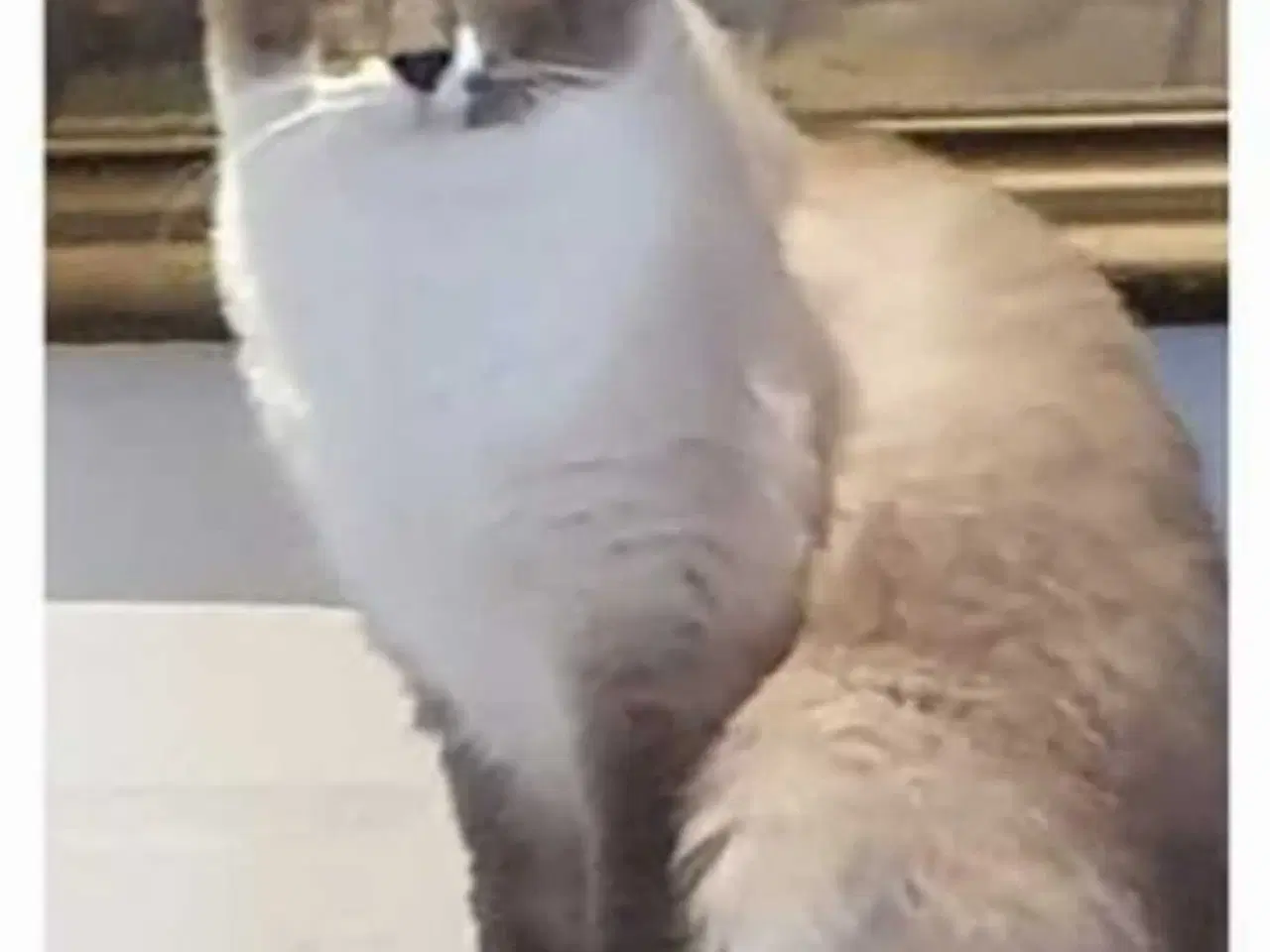 Billede 5 - Ragdoll / Hellig Birma / blanding