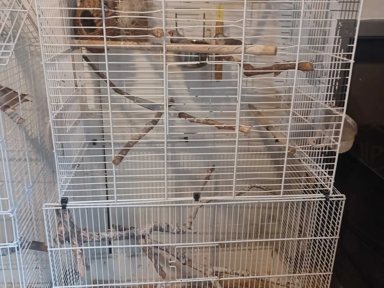 Billede 3 - Finker og bure