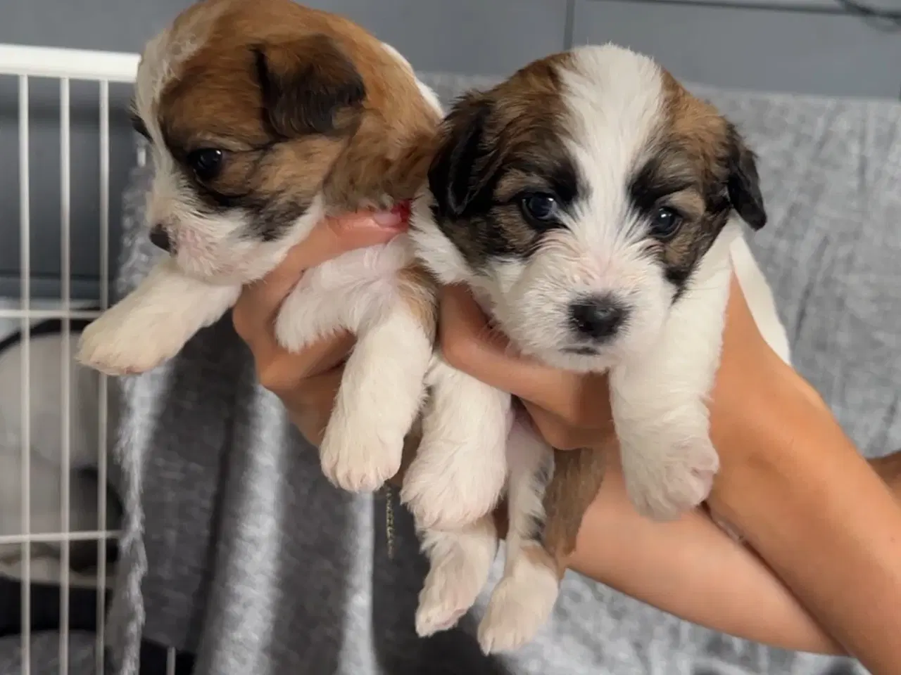 Billede 10 - Jack Russel-Bichon Havanais hvalpe