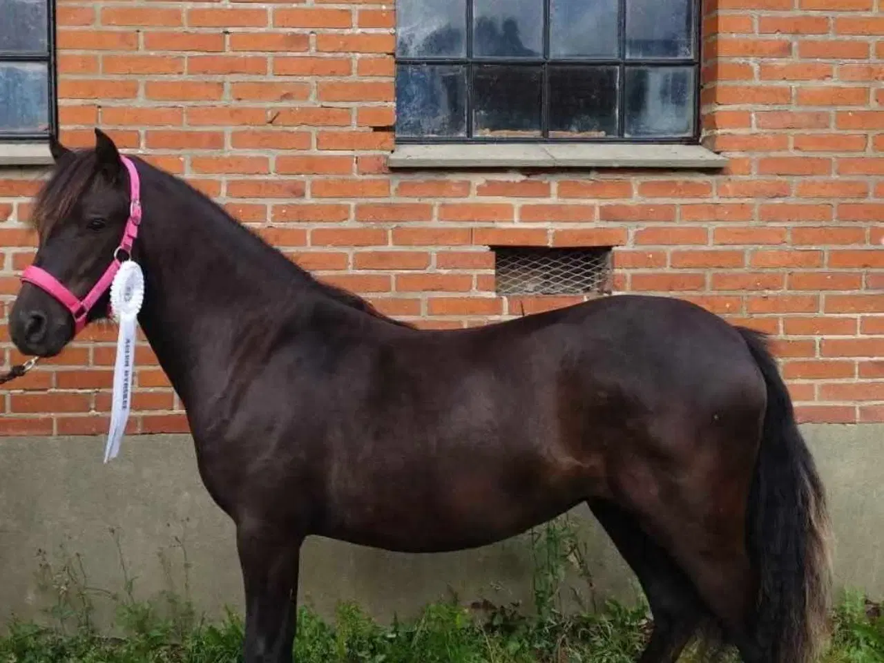 Billede 6 -  Dartmoor, Skuets Bedste Fritidshest!