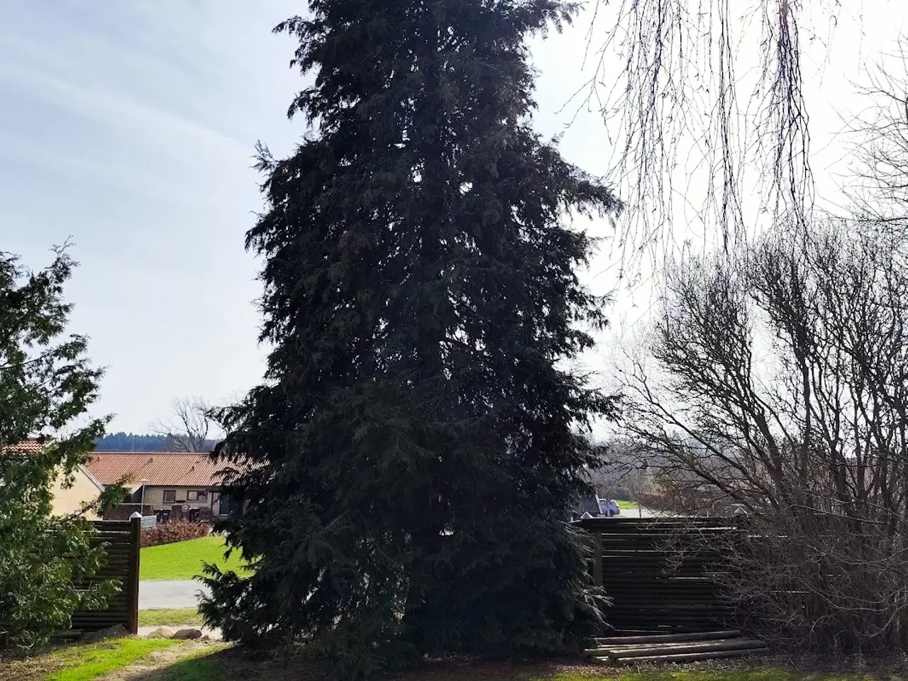 Billede 5 - Gratis brænde: Fælg selv