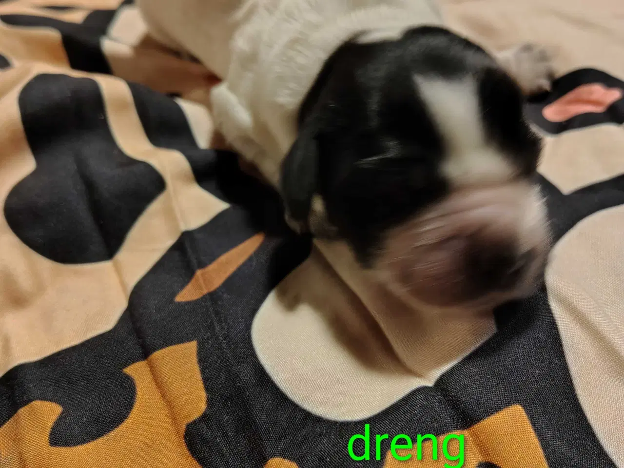 Billede 1 - Cocker Spaniel 