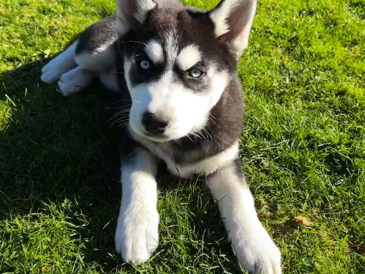 Billede 2 - 2 flotte husky piger