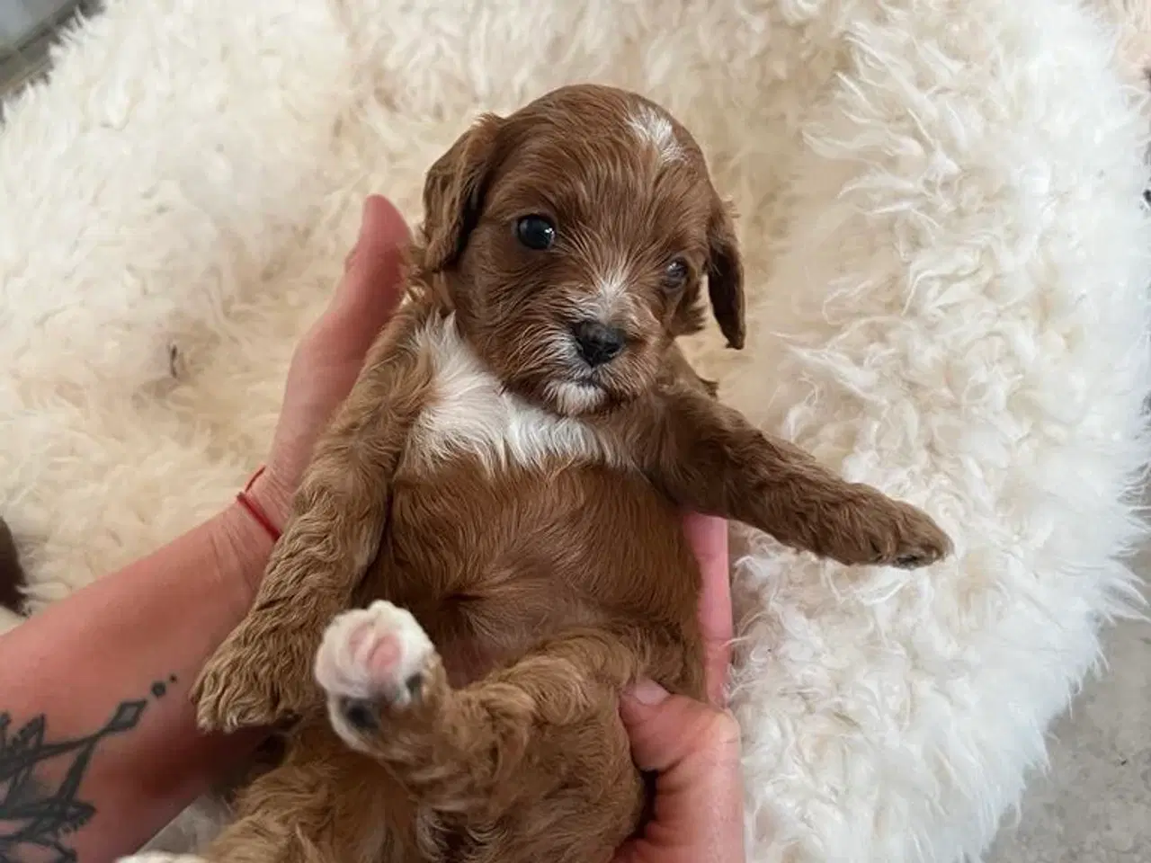 Billede 7 - Cavapoo F1
