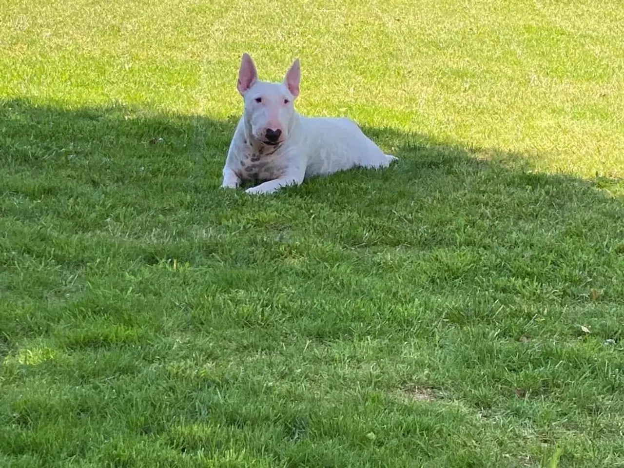 Billede 3 - Hund