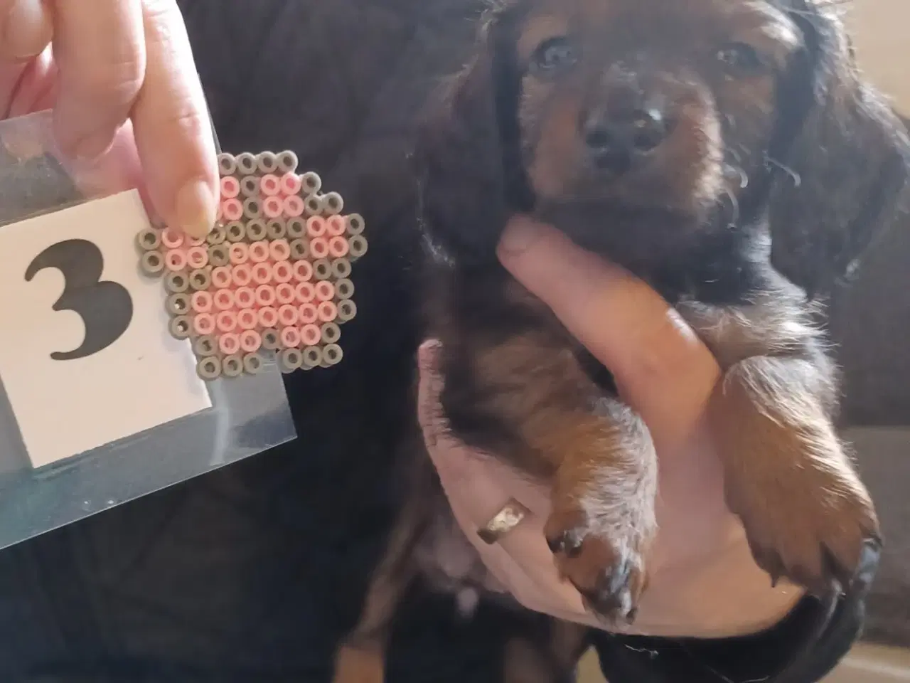 Billede 5 - Langhåret Gravhunde-hvalpe